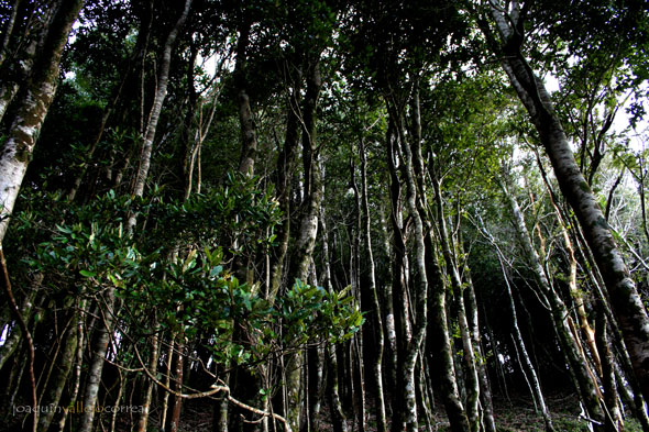 Bosque Nativo
