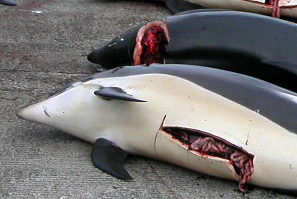 Queremos Cero Caza de Ballenas Ahora